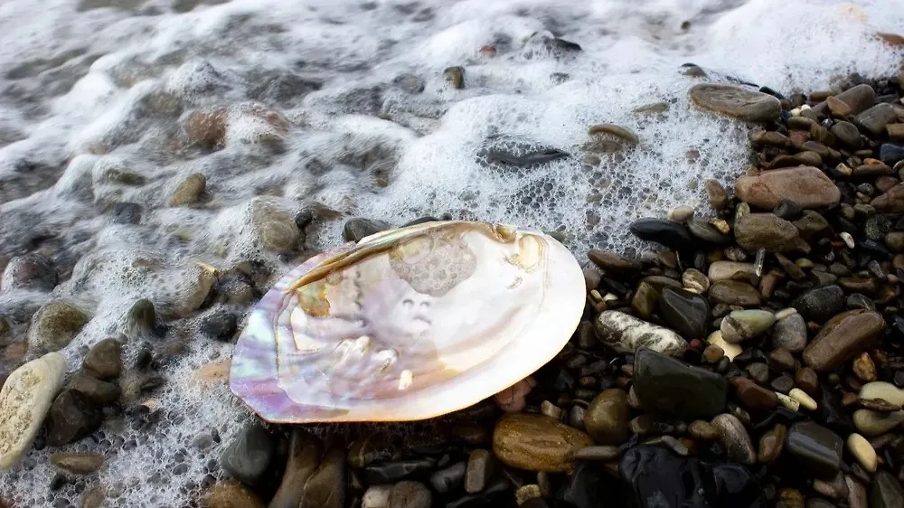 Эта жемчужница — совершенно обычная. Такая, как все. Ничем не отличается от тысяч таких же. Зато отличается от миллиардов людей. И квинтиллионов насекомых. Фото © Shutterstock / FOTODOM / Marina Krisenko