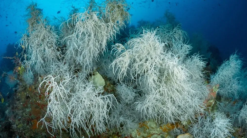 Да, чёрный коралл может прожить четыре тысячи лет. Фото © Shutterstock / FOTODOM /  Mike Workman