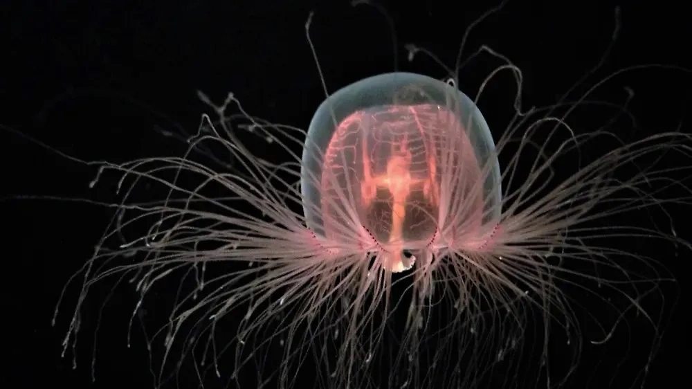 Бессмертную медузу правда так назвали! Turritopsis dohrnii. Она не такая, как все остальные медузы. Фото © Shutterstock / FOTODOM / Rebecca Schreiner