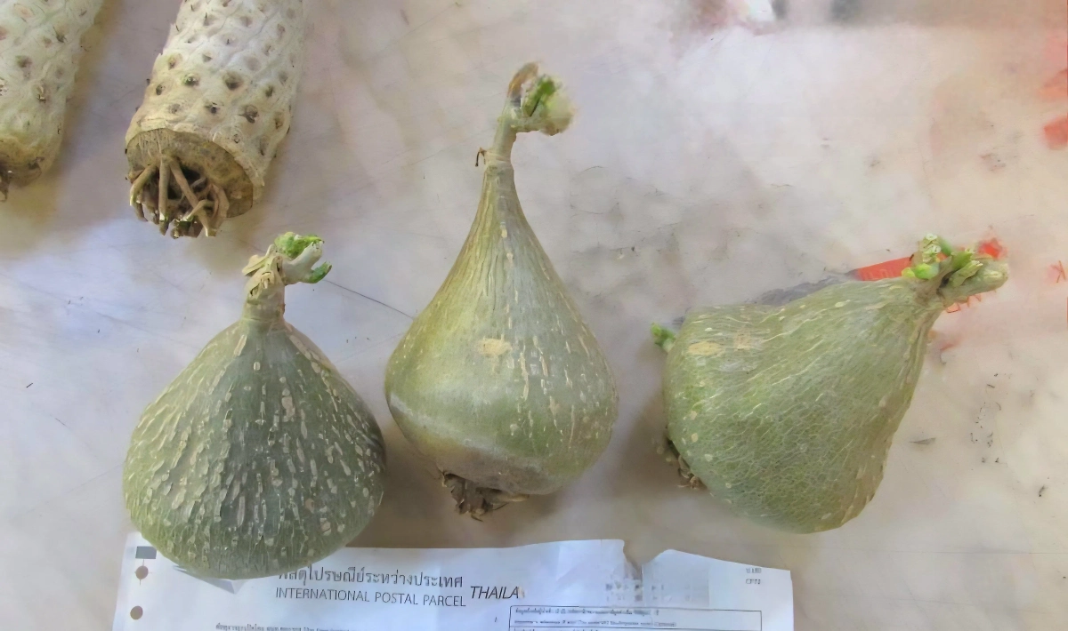 В Москве сотрудники таможни нашли черенки кактусов в игрушке Лабубу. Фото © ФТС России