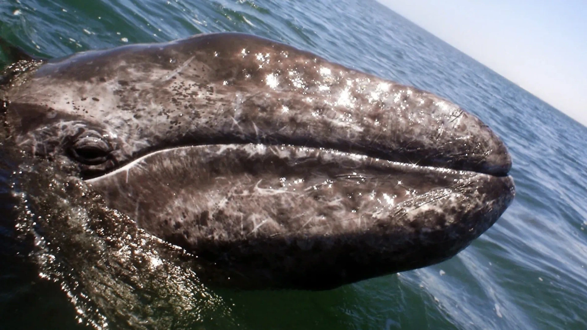 Массивный, величественный гренландский кит в естественной среде обитания. Фото © ТАСС / EPA