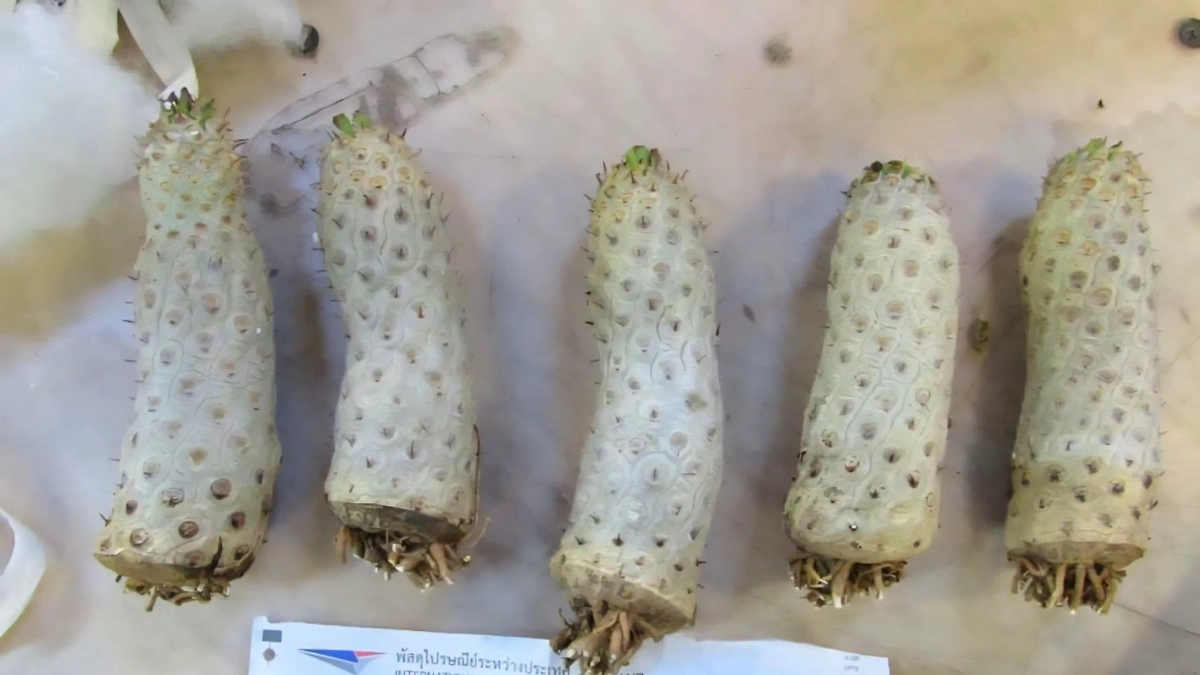 В Москве сотрудники таможни нашли черенки кактусов в игрушке Лабубу. Фото © ФТС России