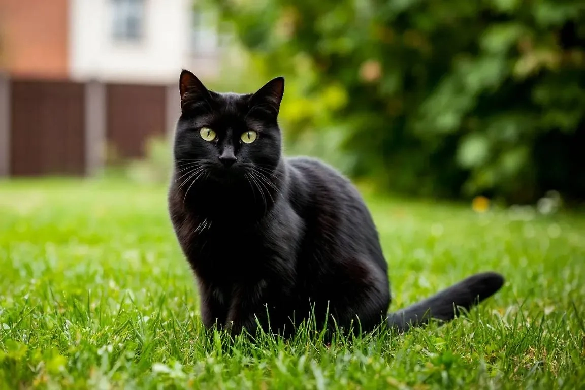 Кошка. Обложка © «Шедеврум» / Life.ru