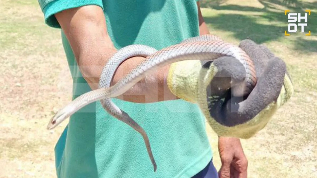 Удавы заполонили отели на Кубе. Фото © Telegram / SHOT