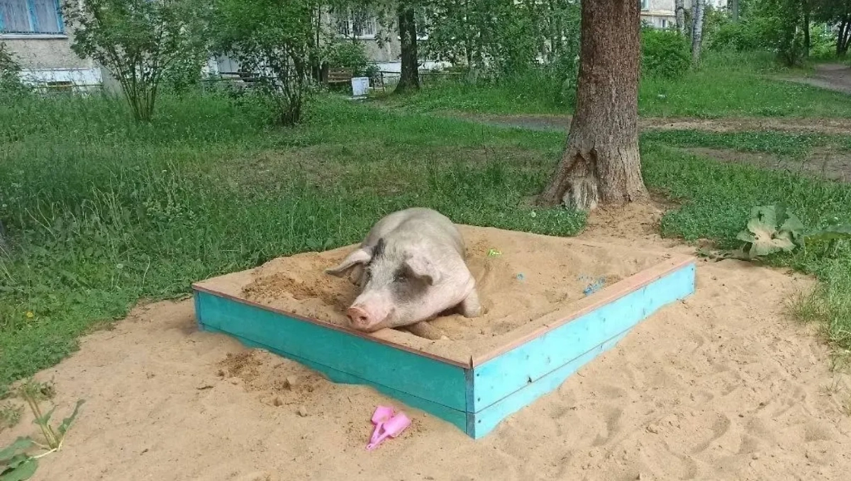 Обложка © VK / ЖКХ | Калининский район