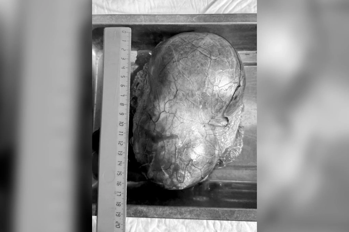 Фото © Telegram / Моя Ветклиника