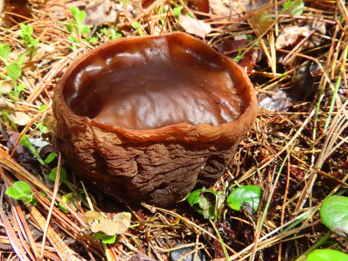 Редчайший гриб саркосома шаровидная, прозванный в народе «молодильным». Обложка © Telegram / Заповедник «Хакасский» 