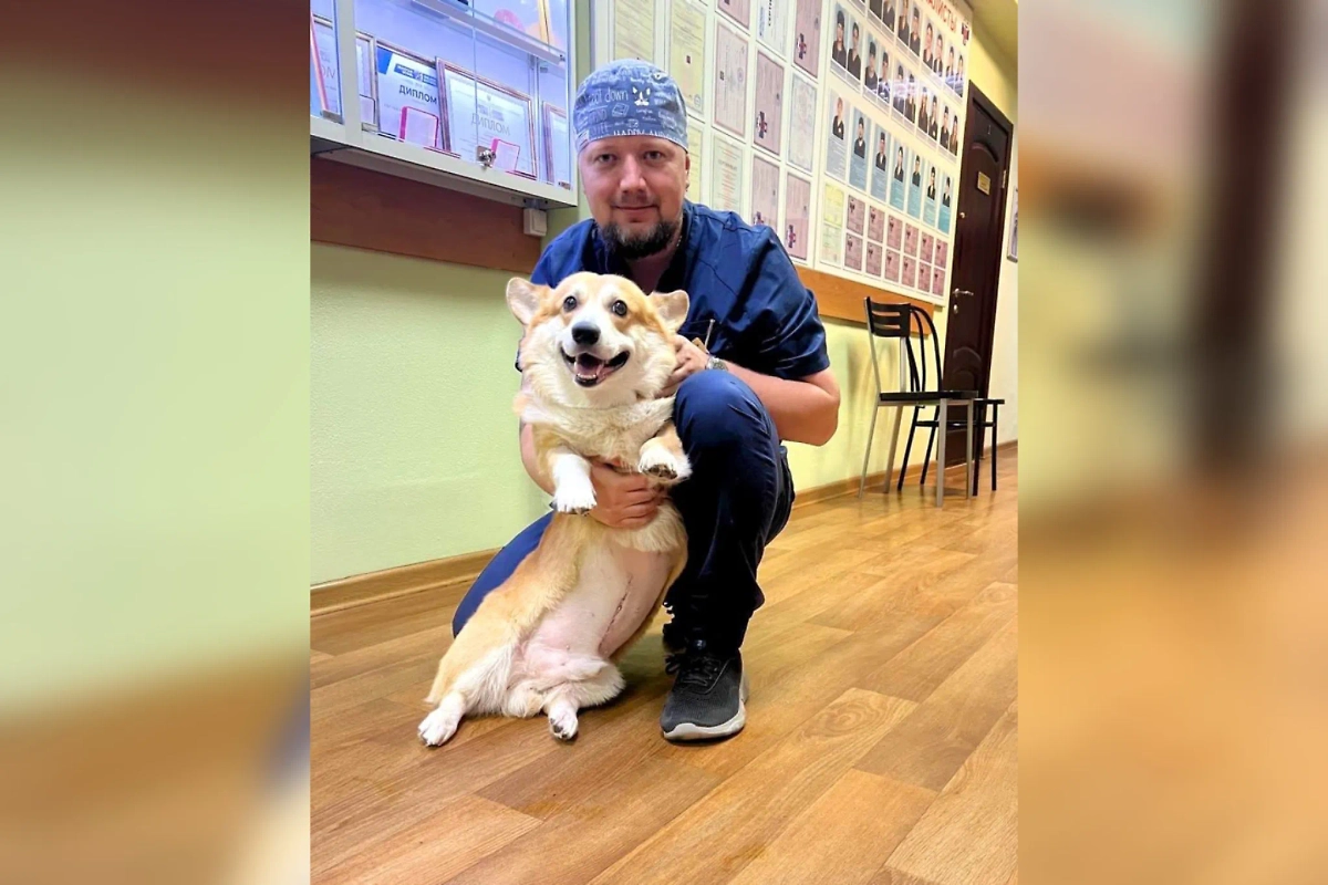 Обложка © Telegram / Моя Ветклиника