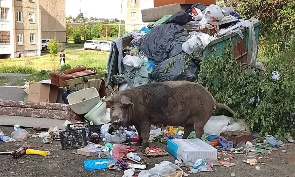 Хрюшки заполонили город. Фото © VK / ЖКХ | Калининский район
