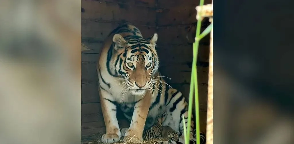 Тигрица Кристала с новорожденными детёнышами. Обложка © Telegram / Зоопарк «Чудесный»