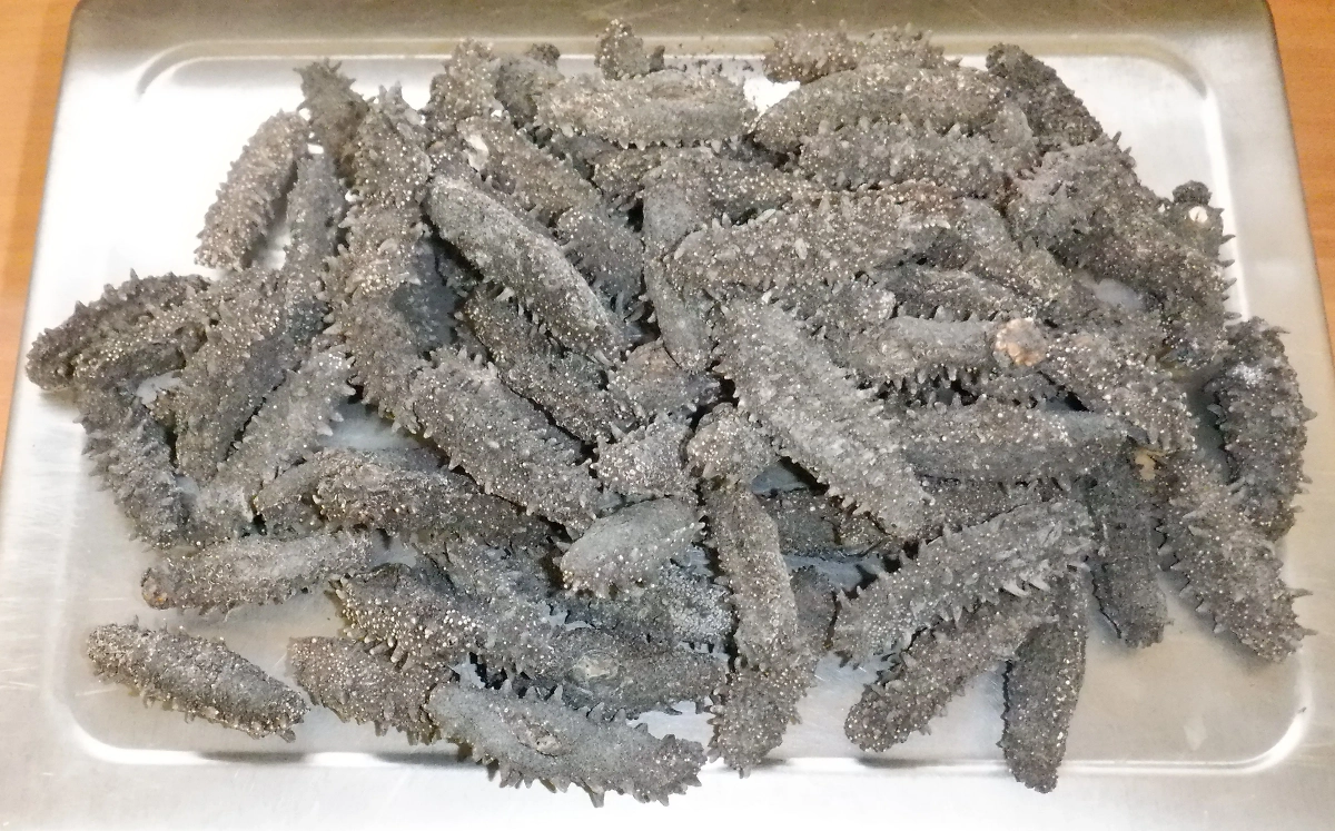 Контрабандный трепанг, найденный уссурийскими таможенниками. Обложка © Предоставлена Life.ru / ФТС России