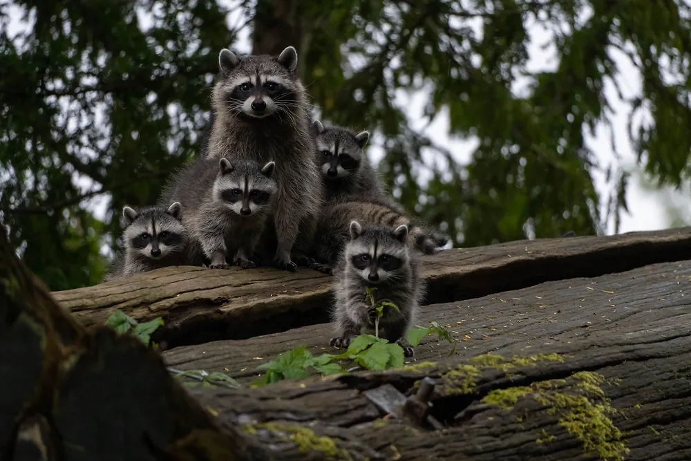 Обложка © Shutterstock / FOTODOM / racoons