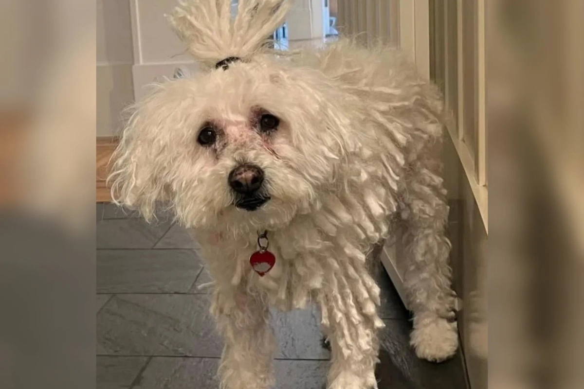Любимой собаке Цукерберга было 14 лет. Фото © Instagram (признан экстремистской организацией и запрещён на территории Российской Федерации) / zuck