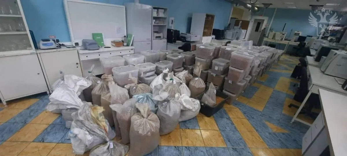 Изъятый янтарь. Фото © Telegram / ФТС России