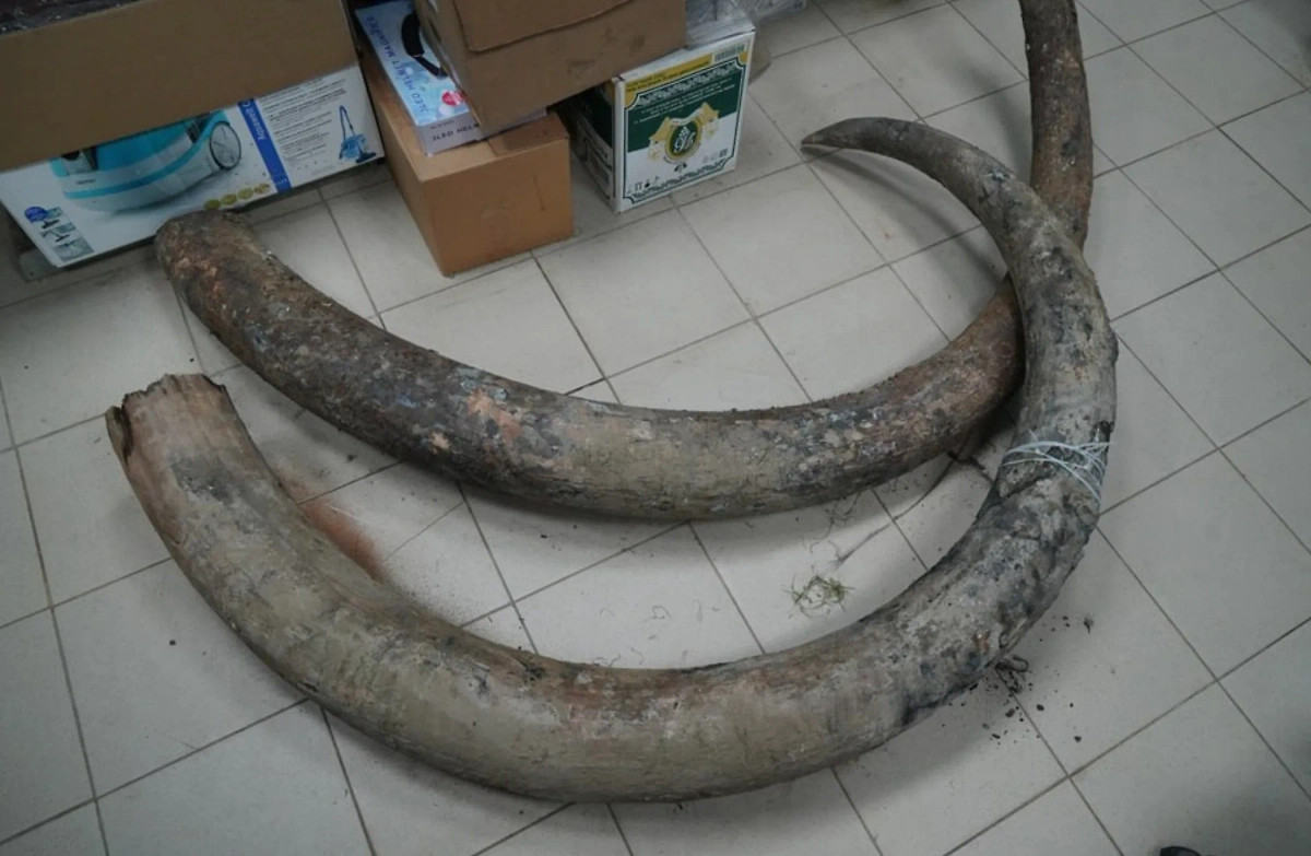 Бивни. Обложка © Telegram / Астраханский музей-заповедник