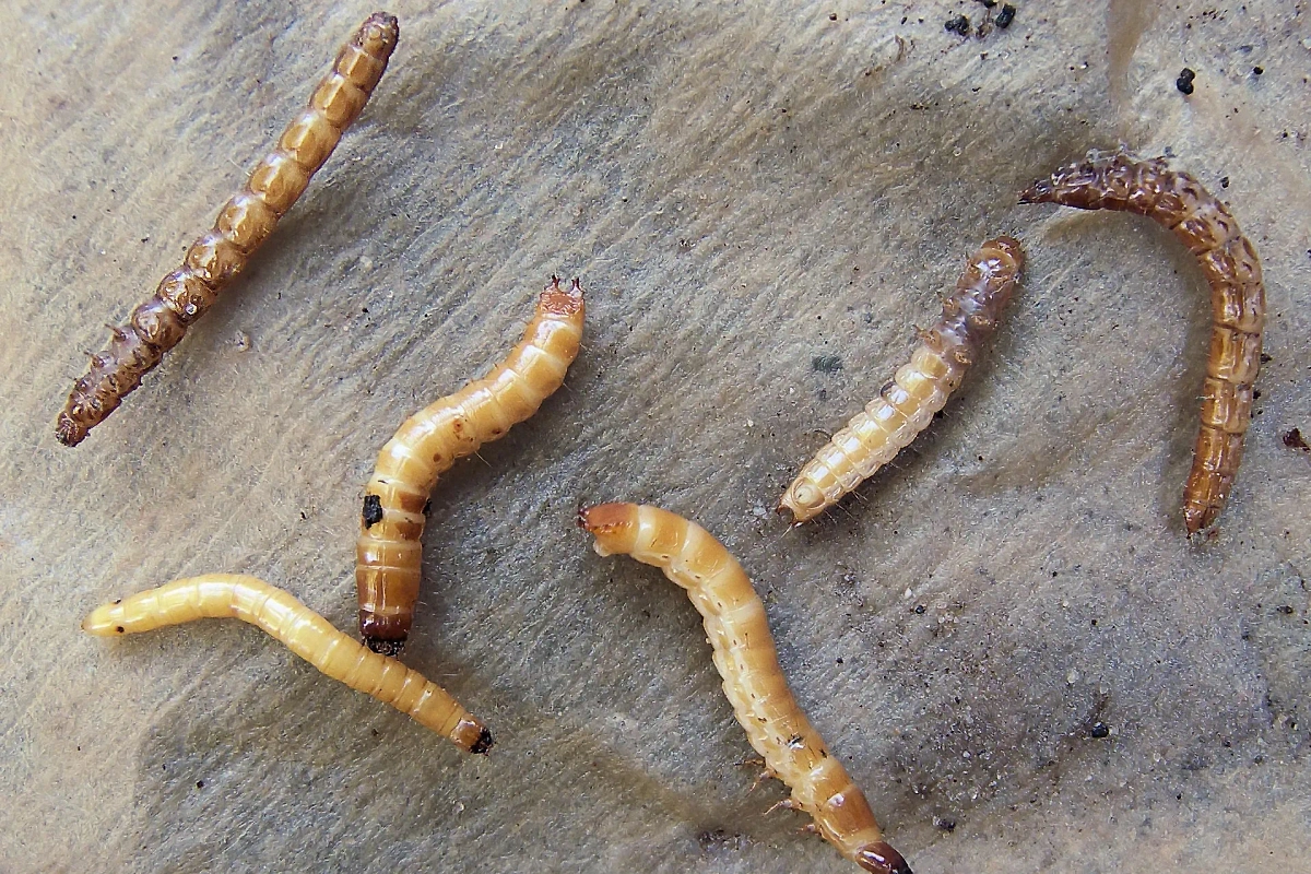 Проволочник в картофеле: признаки и способы уничтожения. Фото © Shutterstock / FOTODOM /