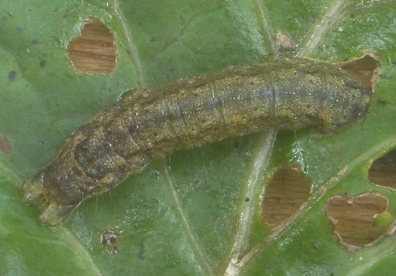 Гусеницы на капусте: народные и химические средства борьбы. Фото © Wikipedia / Rasbak