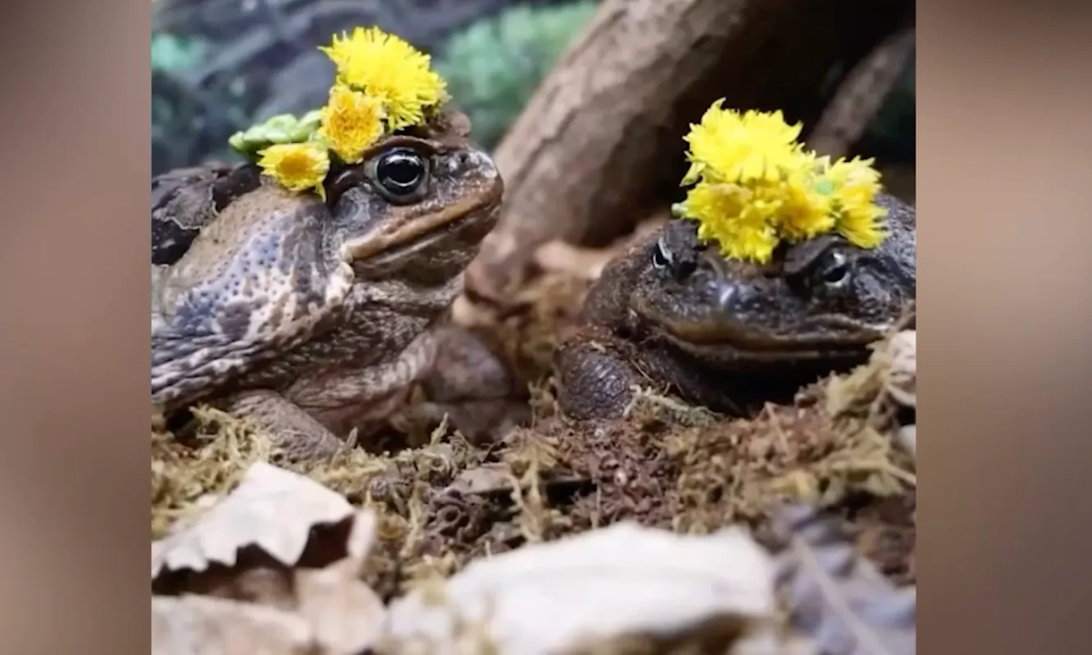 Обложка © Telegram / Московский зоопарк