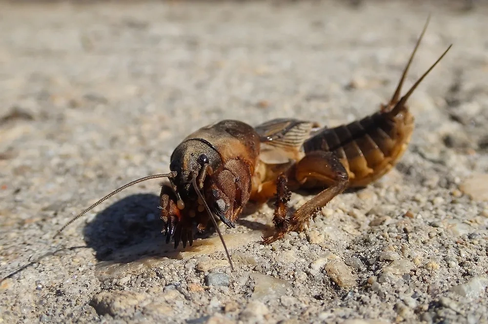 Медведка на даче: как найти и уничтожить вредителя. Фото © Shutterstock / FOTODOM / DJack