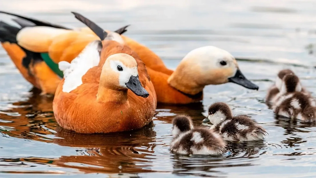 Порядка трёх тысяч видов животных обитают на зелёных территориях столицы. Обложка © mos.ru