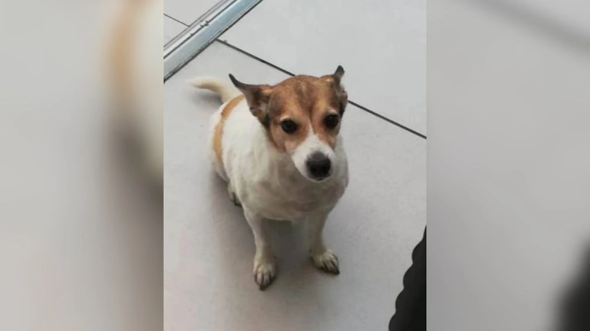 Сбежавший из клетки Малыш. Обложка © Telegram / Megapolisonline