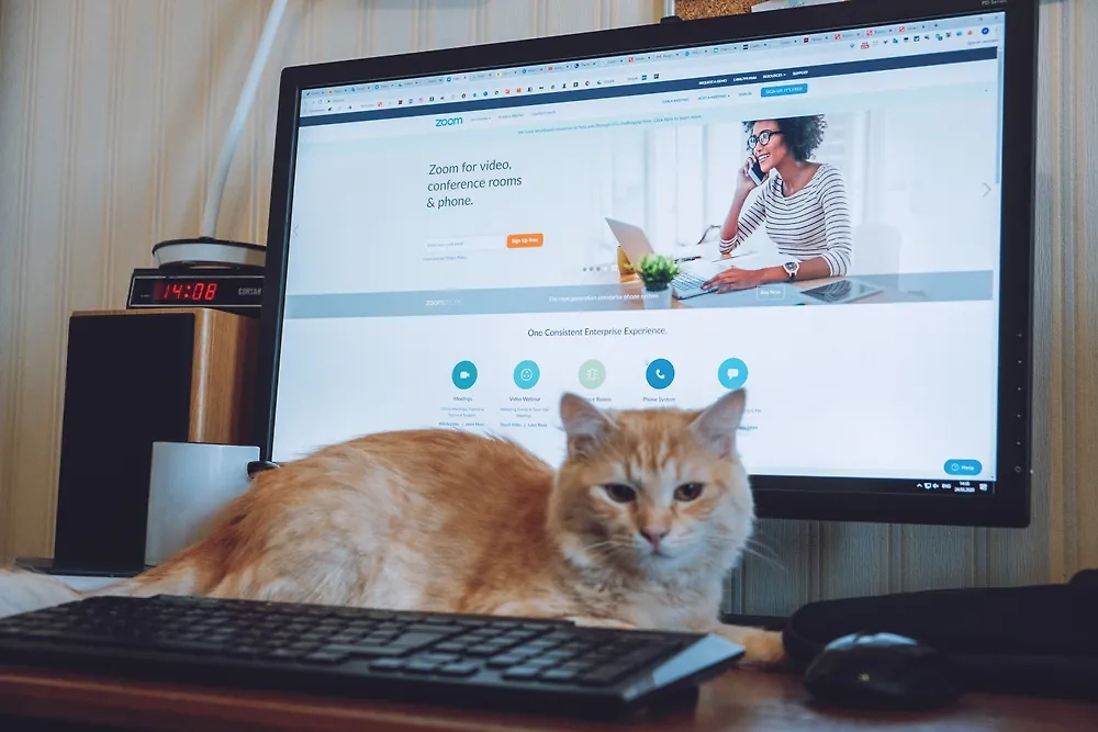 Кошачье поведение: как коты отвечают обидчикам за плохое обращение. Фото © Shutterstock / FOTODOM / Iryna Imago