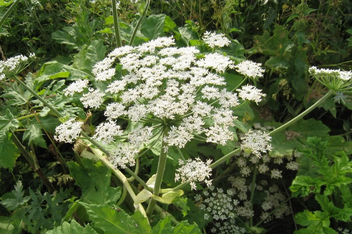 Борщевик Сосновского действительно ядовит. Фото © Wikipedia / Ummagumma.