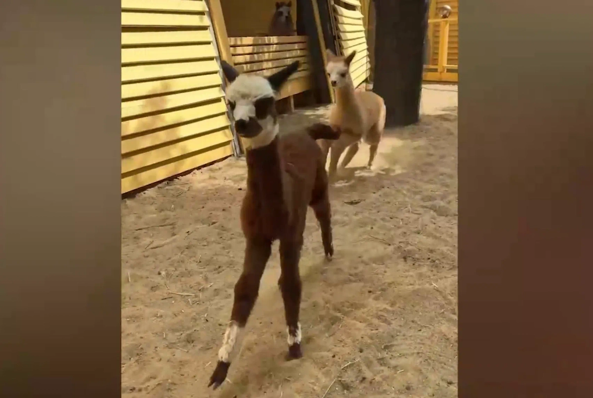 Обложка © Telegram / Московский зоопарк