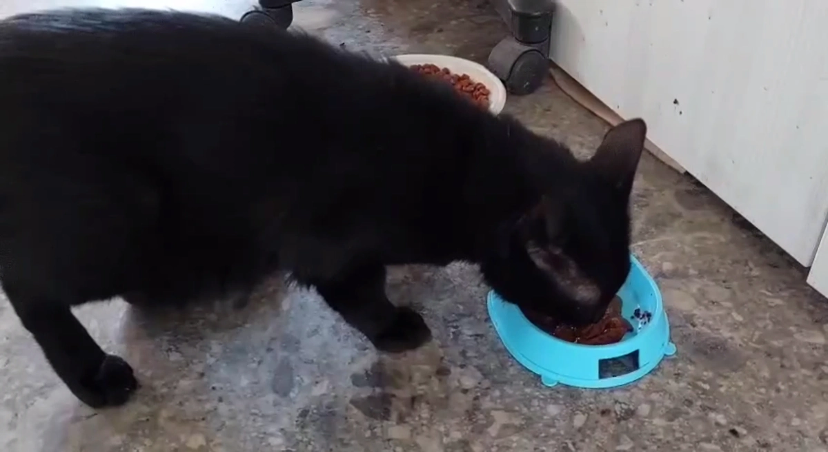 Бурак трапезничает. Обложка © VK / Транспортная группа FESCO