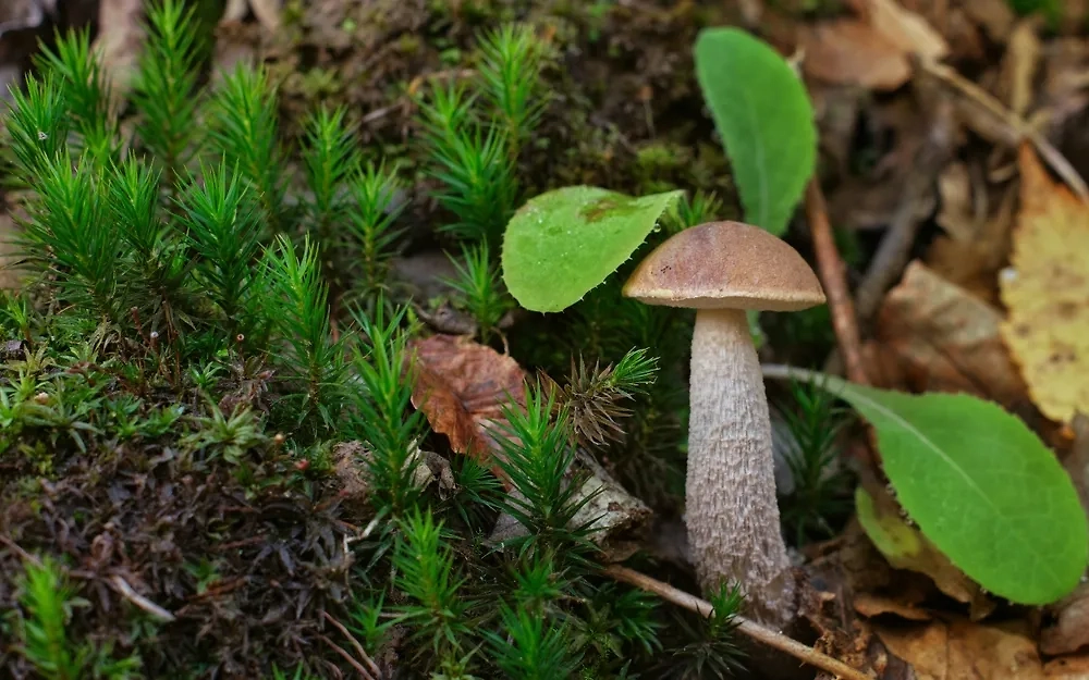 Обложка © Shutterstock / FOTODOM / Rejdan