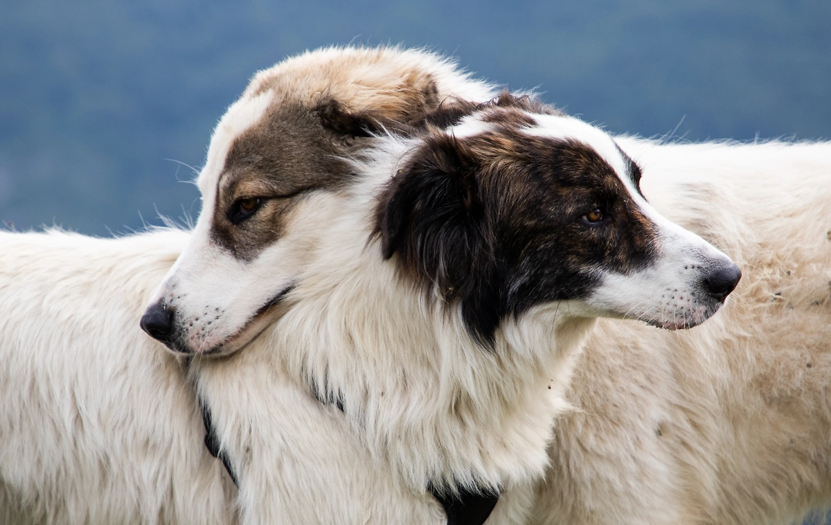 Обложка © Shutterstock / FOTODOM / Melinda Nagy