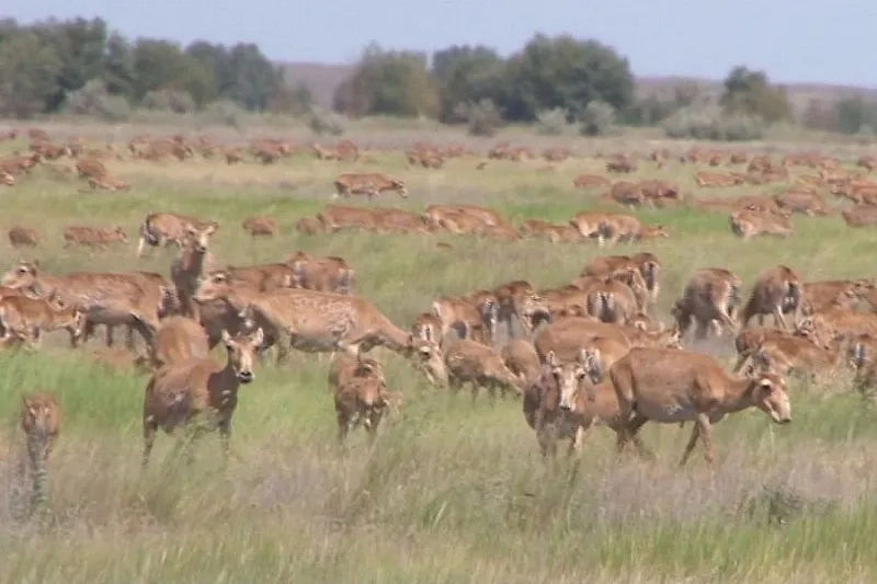 Обложка © Telegram / Минприроды Саратовской области