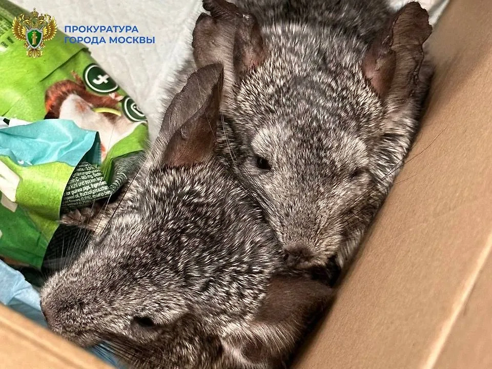 Обложка © Telegram/ПРОКУРАТУРА МОСКВЫ