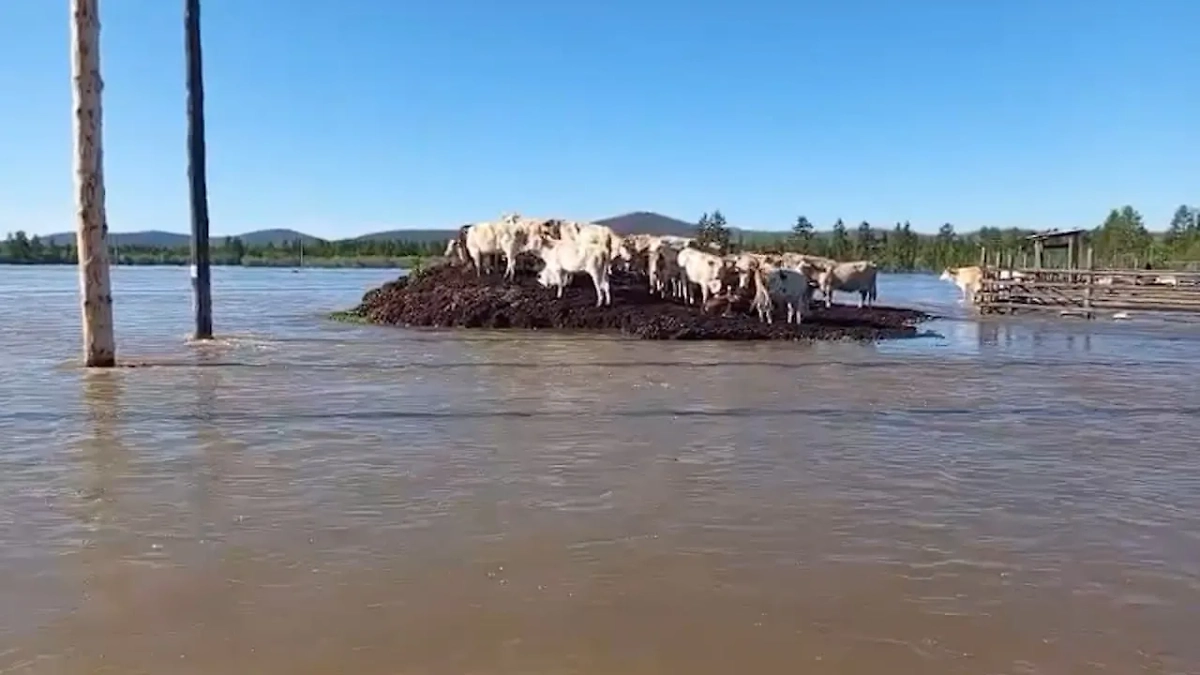 В Якутии коровы забрались на холм, спасаясь от паводка. Обложка © Telegram / Маргарита Нифонтова