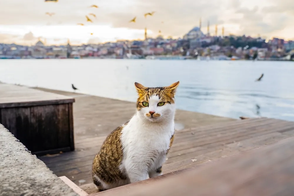 Обложка © Shutterstock / FOTODOM / Kosmogenez