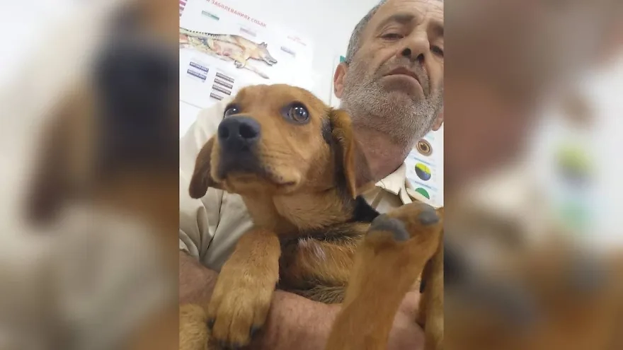 Обложка © VK / ветеринарная клиника «СОЛНЕЧНЫЙ ПЕС» Воронеж