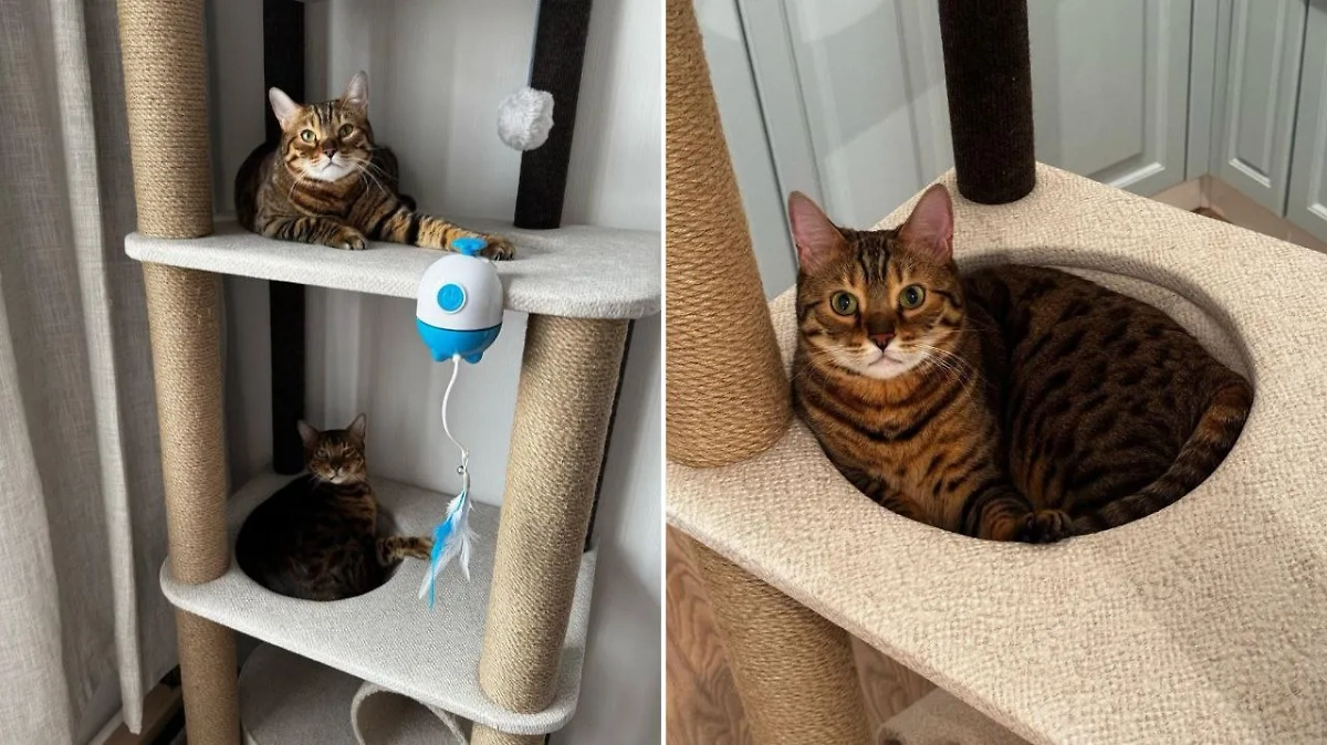 Видео © Instagram (признан экстремистской организацией и запрещён на территории Российской Федерации) / kotodom_42