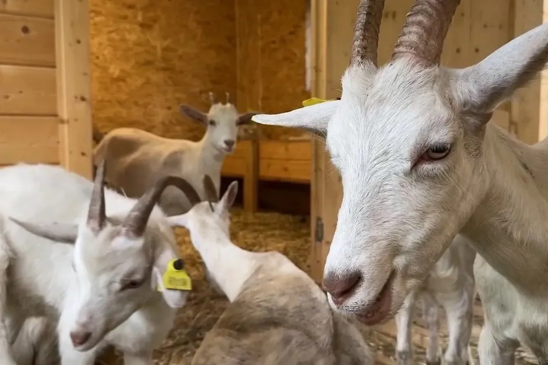 Знаменитых коз из Южного Бутова изъяли и перевезли в экопарк. Обложка © Life.ru