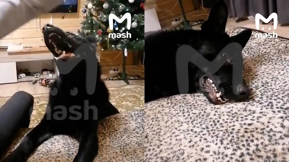 В Новой Москве овчарка едва не загрызла шестилетнего ребёнка. Фото © Telegram / Mash