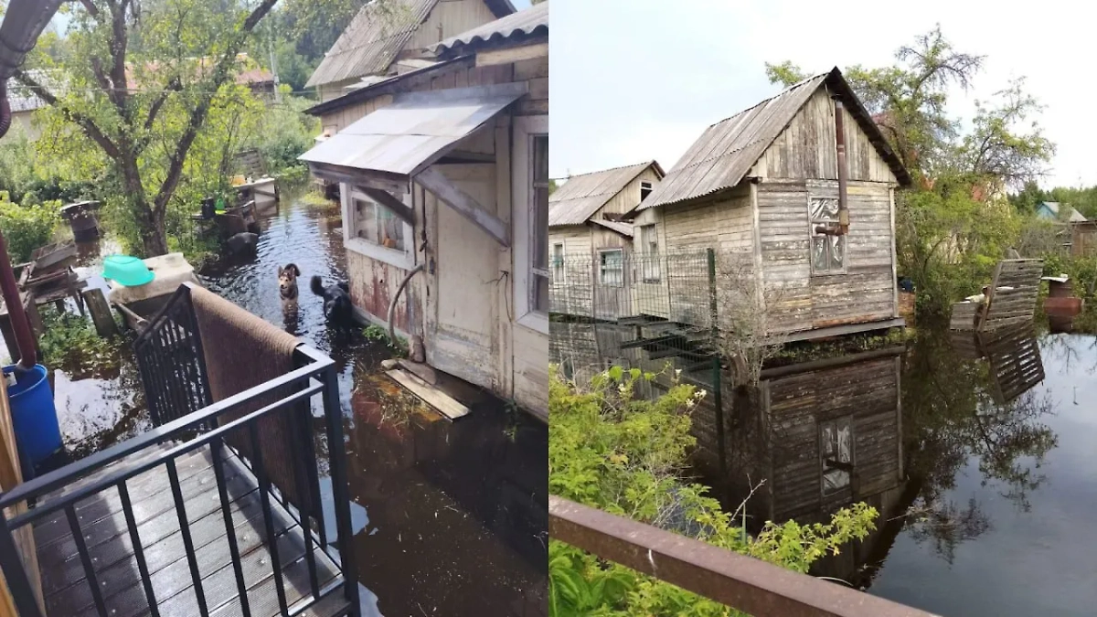 В СНТ «Восход» в Подмосковье вода стоит уже месяц , затоплены 50 участков. Обложка © Telegram / SHOT