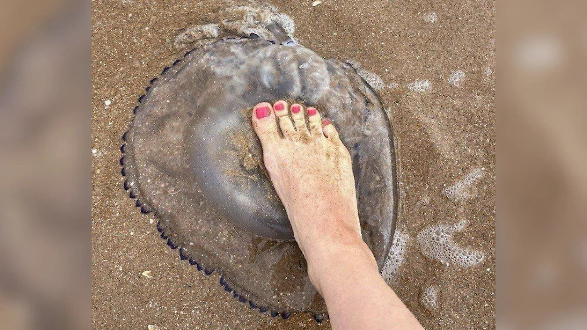 Тысячи гигантских медуз заполонили Азовское море. Обложка © Telegram / SHOT