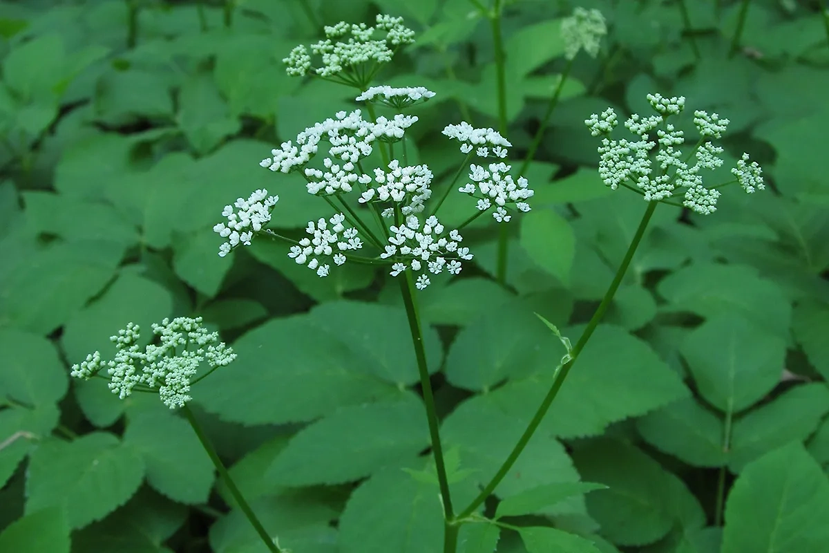 Сныть содержит много нерастворимой клетчатки. Фото © Wikipedia / Cbaile19