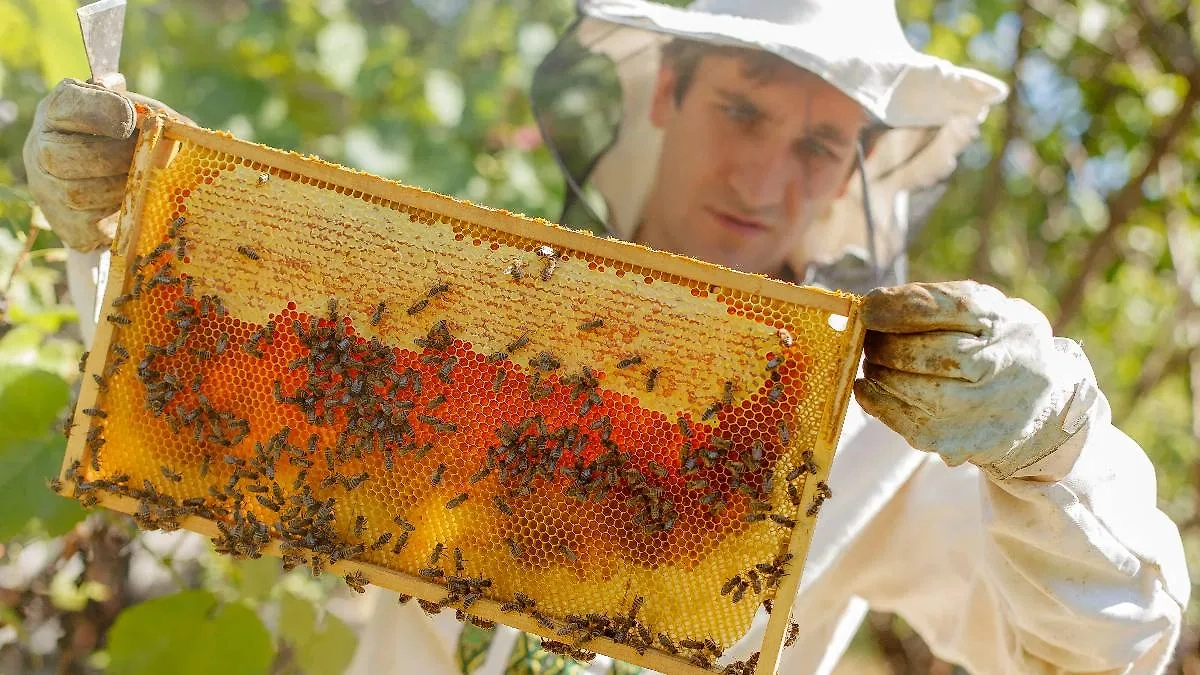 Есть ли запреты на Зосиму Пасечника? Есть, и в основном они связаны с пчёлами, мёдом, ульями... Фото © Shutterstock / FOTODOM / sergey kolesnikov