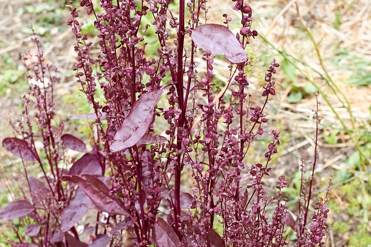 И пусть для многих лебеда просто сорняк, на самом деле в ней много железа и растительного белка. Фото © Wikipedia / Prozentzwanzig