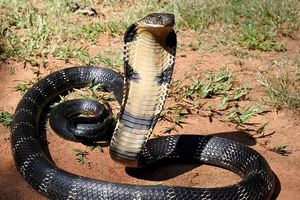 Обложка © Wikipedia / Michael Allen Smith