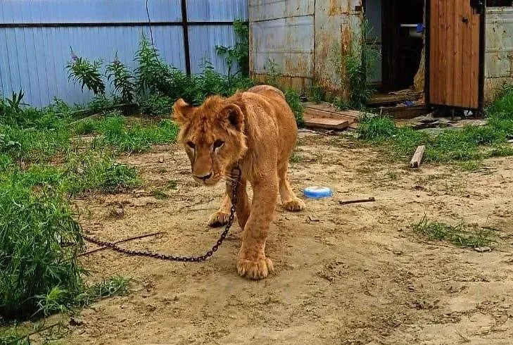 Росприроднадзор изъял льва Хариса у блогера в Сургуте. Обложка © Telegram / Экология - дело каждого!
