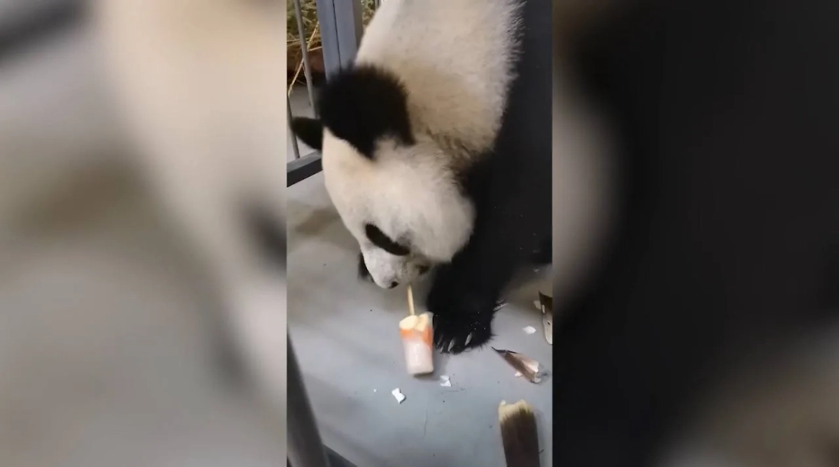 В Московском зоопарке панде Диндин дают мороженое от жары. Обложка © Telegram / Светлана Акулова