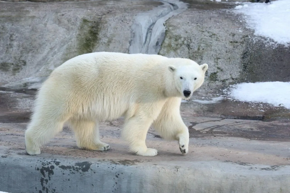 Белая медведица Айка в Московском зоопарке. Обложка © Telegram / Город Москва