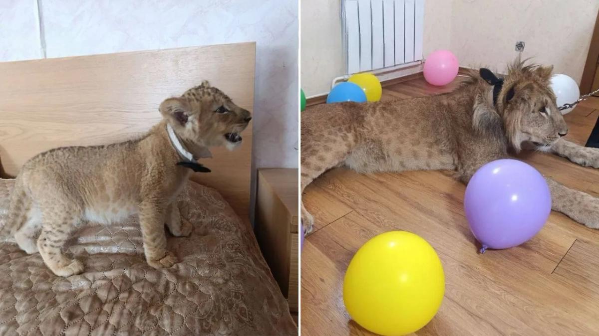 В Москве львов использовали ради фото. Фото © Telegram / ПРОКУРАТУРА МОСКВЫ