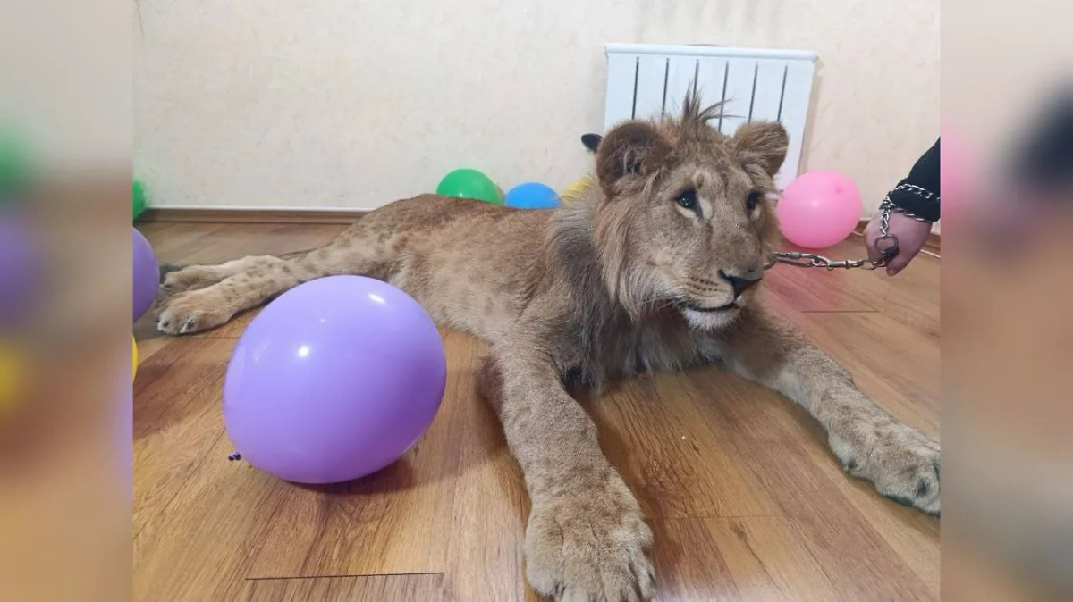 В Москве львов использовали ради фото. Обложка © Telegram / ПРОКУРАТУРА МОСКВЫ